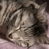 ねこ