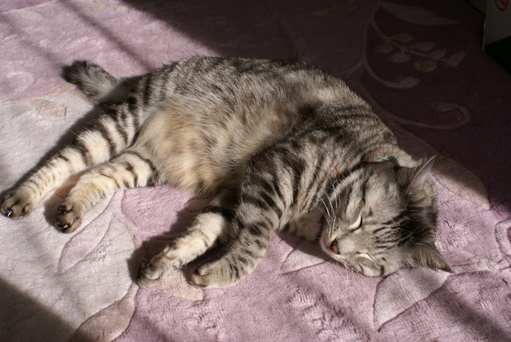 ねこ
