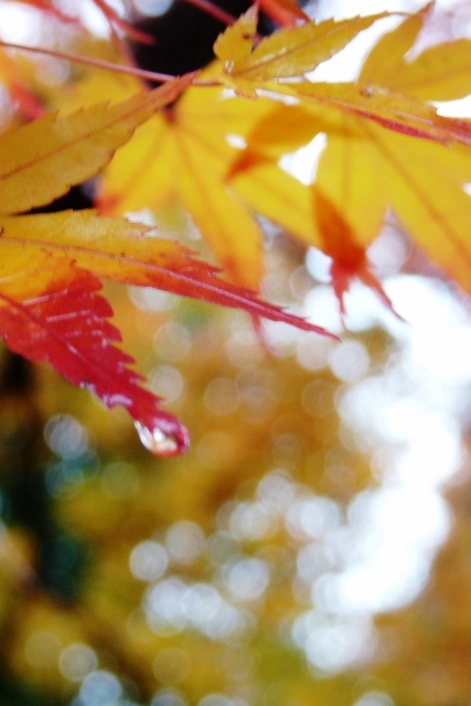 紅葉・黄葉