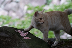 野良猫