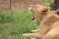 天王寺動物園