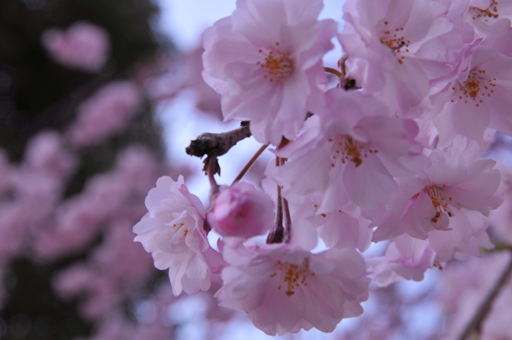 繊細な桜