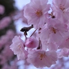 繊細な桜