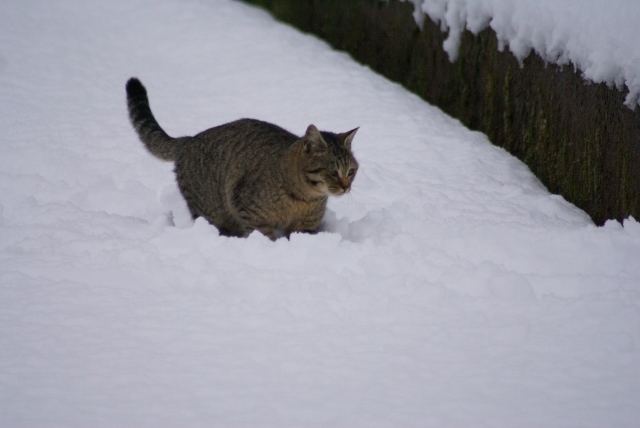 雪と猫