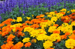 フルーツフラワーパーク