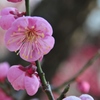 大坂城梅林