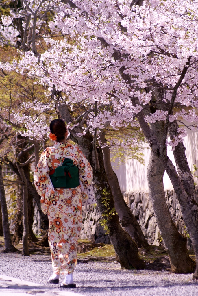 着物と桜