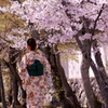 着物と桜