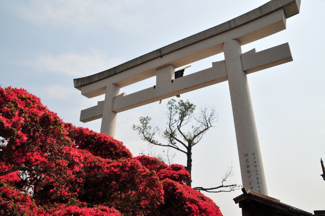 キリシマツツジ