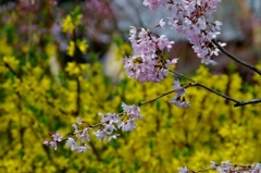 原谷苑の桜