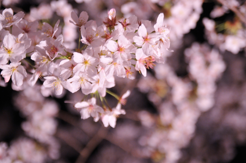 あでやかな桜