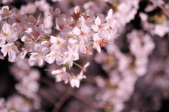 あでやかな桜