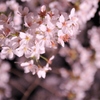 あでやかな桜