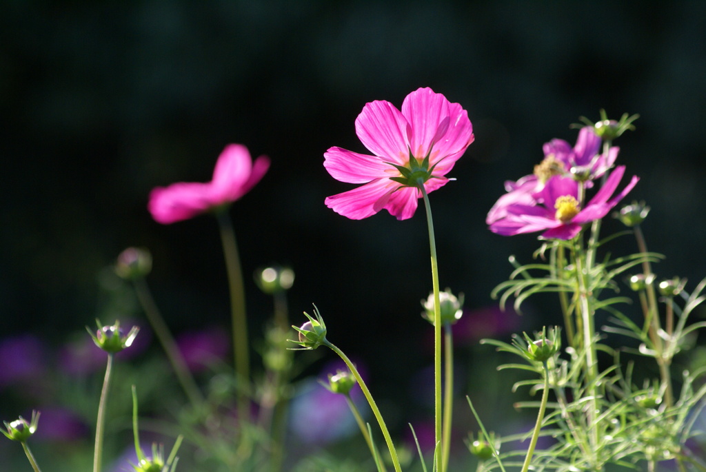 コスモス