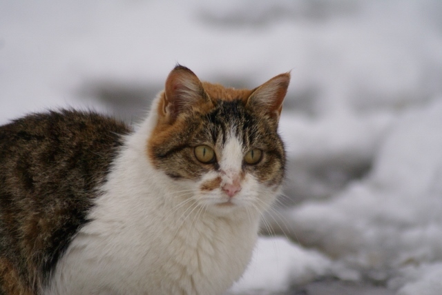 雪と猫