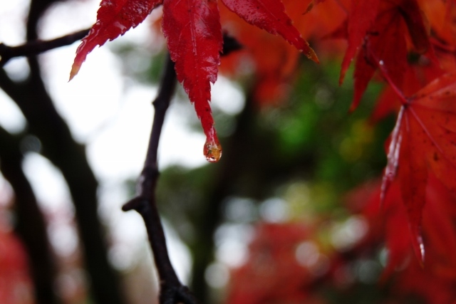 紅葉・黄葉