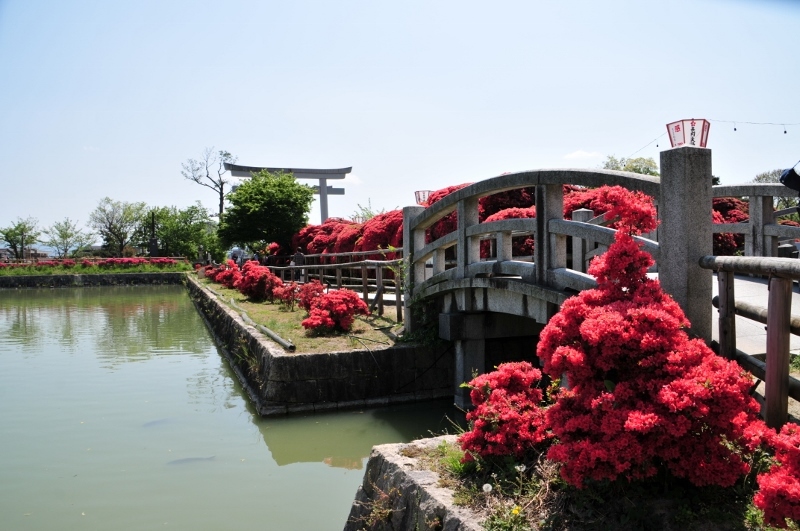 霧島ツツジ