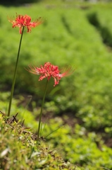 彼岸花