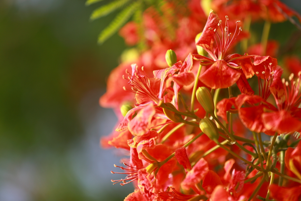 2012_05_11_南洋桜2