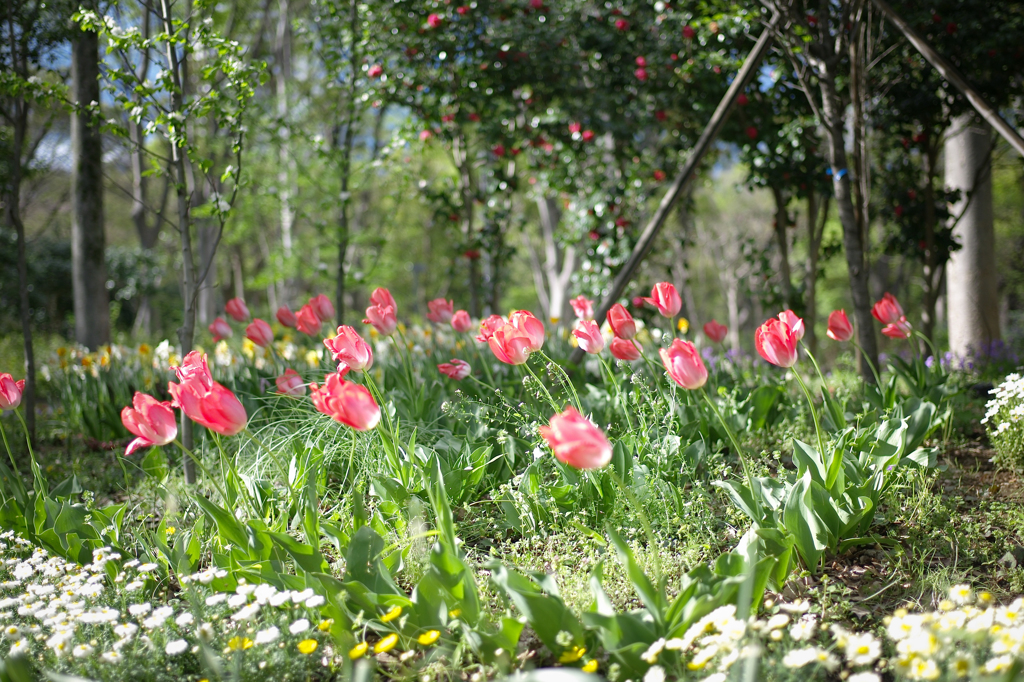 Spring Sunshine