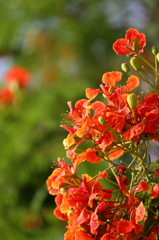 2012_05_11_南洋桜3