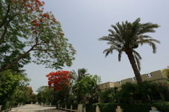 2012_05_11_南洋桜1