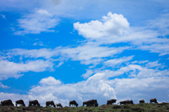 Africa 2010 (4)　Beastと青空