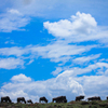 Africa 2010 (4)　Beastと青空