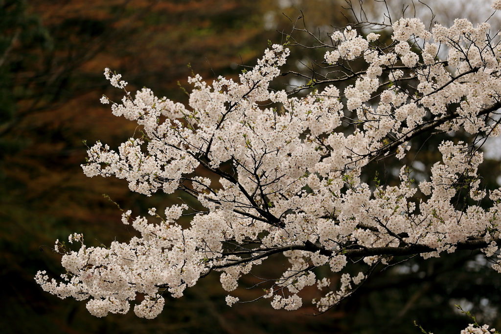 2012_04_16_桜 The Sakura_金沢