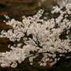 2012_04_16_桜 The Sakura_金沢