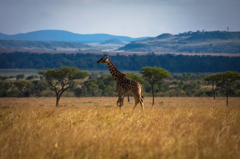 Africa 2010 (1)　キリン がゆったりと