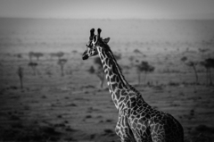 Africa 2010 (7)　キリンが想う