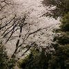 2012_04_16_桜_金沢
