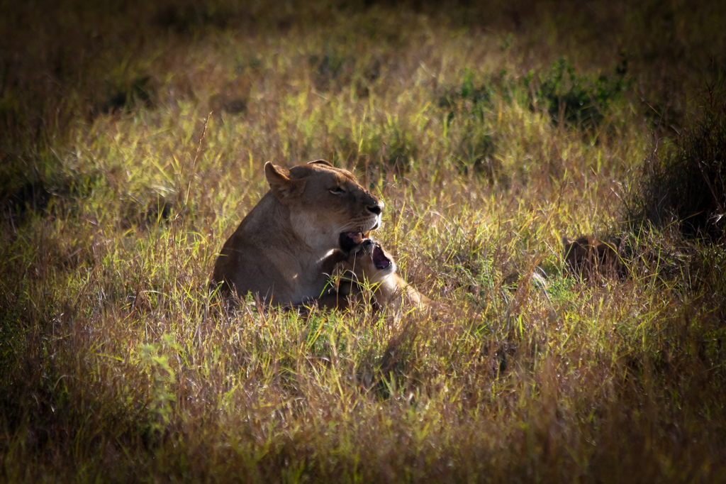 Africa 2010 (6)　あ～ねむたい
