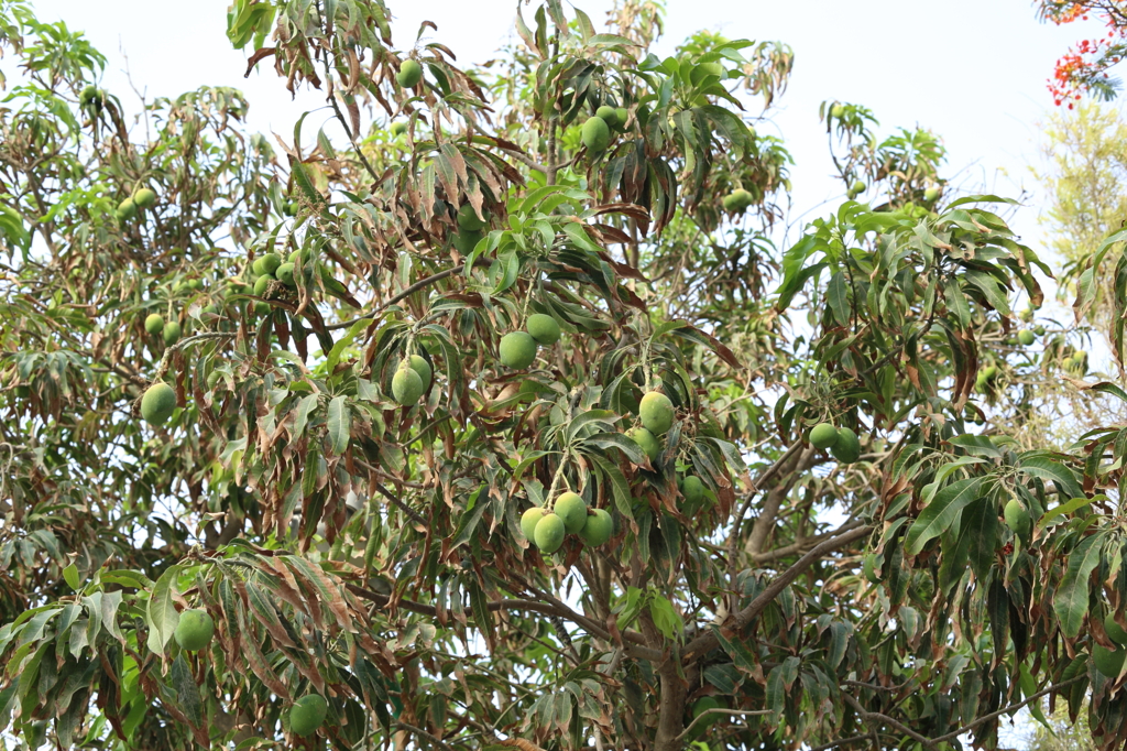 How many mangos?