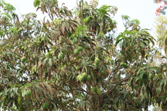 How many mangos?