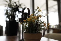 ピザ屋のお花