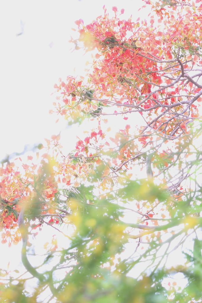 南洋桜です。