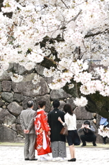 2012_04_16_桜 お幸せに_金沢