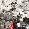 2012_04_16_桜 お幸せに_金沢