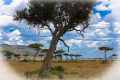 Africa 2010 (9)　木登りライオン