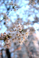 2012_04_08_桜 都会_新宿