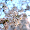 2012_04_08_桜 都会_新宿