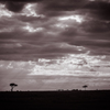 Africa 2010 (2)　サバンナ夕景