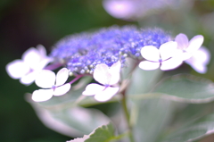 ボケボケ紫陽花