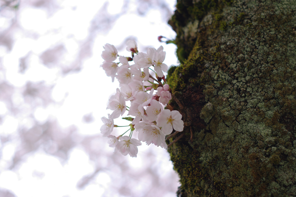 桜空