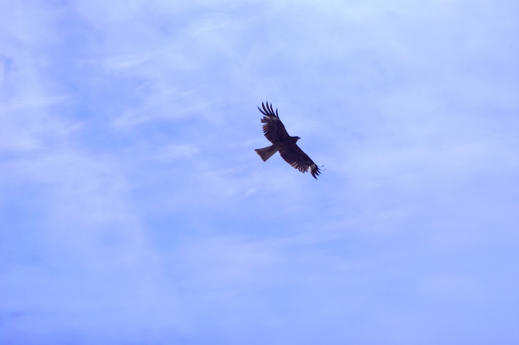 海辺の空