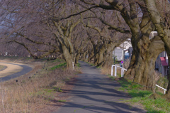 桜道