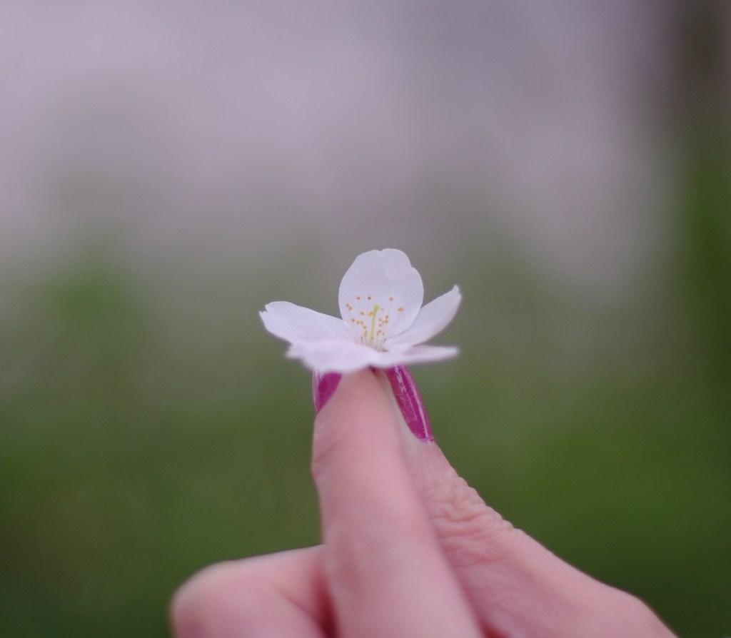 一輪の桜（僕の宝物）