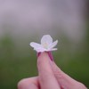 一輪の桜（僕の宝物）